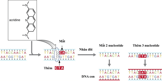 Lý thuyết Đột biến gene (Sinh 12 Cánh diều Bài 4)