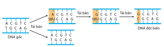 Lý thuyết Đột biến gene (Sinh 12 Cánh diều Bài 4)