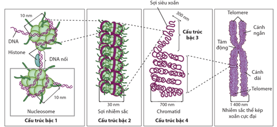Lý thuyết Bài 5: Nhiễm sắc thể và cơ chế di truyền nhiễm sắc thể (Sinh 12 Cánh diều Bài 5)