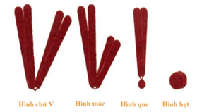 Lý thuyết Bài 5: Nhiễm sắc thể và cơ chế di truyền nhiễm sắc thể (Sinh 12 Cánh diều Bài 5)