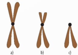 Lý thuyết Bài 5: Nhiễm sắc thể và cơ chế di truyền nhiễm sắc thể (Sinh 12 Cánh diều Bài 5)