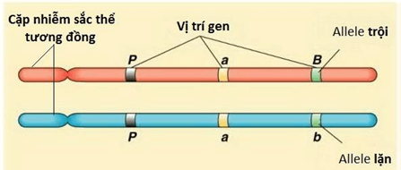 Lý thuyết Bài 5: Nhiễm sắc thể và cơ chế di truyền nhiễm sắc thể (Sinh 12 Cánh diều Bài 5)