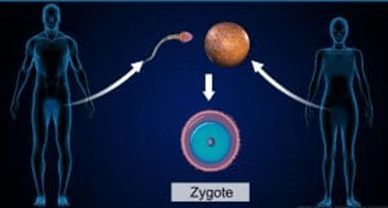 Lý thuyết Bài 5: Nhiễm sắc thể và cơ chế di truyền nhiễm sắc thể (Sinh 12 Cánh diều Bài 5)