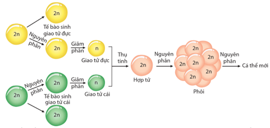 Lý thuyết Bài 5: Nhiễm sắc thể và cơ chế di truyền nhiễm sắc thể (Sinh 12 Cánh diều Bài 5)