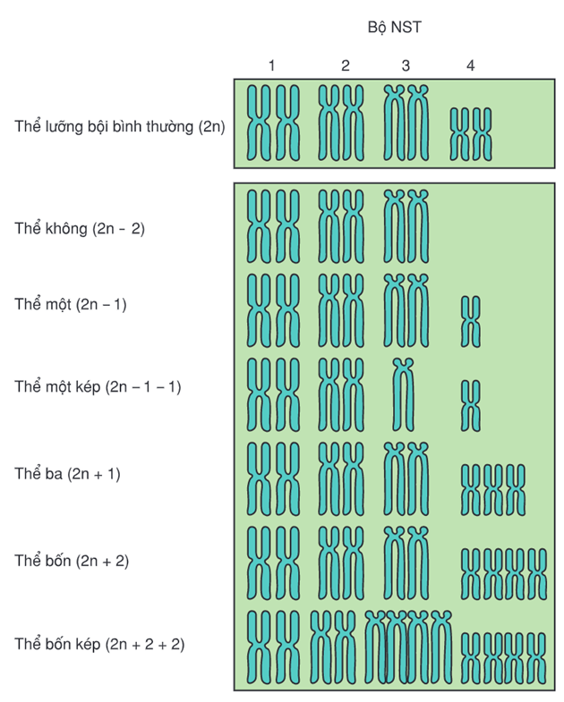 Lý thuyết Đột biến nhiễm sắc thể (Sinh 12 Cánh diều Bài 6)