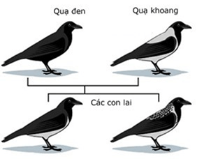 Lý thuyết Đột biến nhiễm sắc thể (Sinh 12 Cánh diều Bài 6)