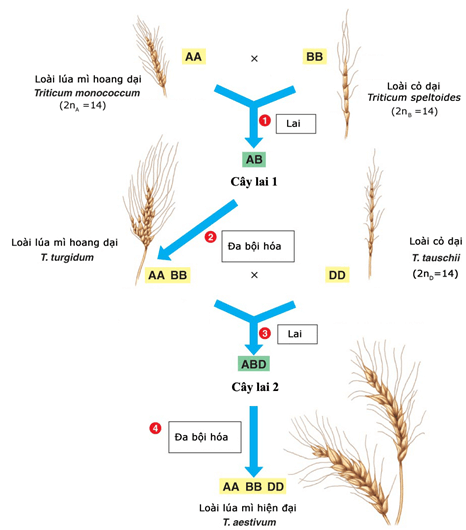 Lý thuyết Đột biến nhiễm sắc thể (Sinh 12 Cánh diều Bài 6)