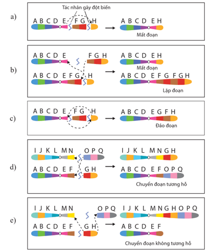Lý thuyết Đột biến nhiễm sắc thể (Sinh 12 Cánh diều Bài 6)