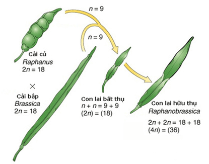 Lý thuyết Đột biến nhiễm sắc thể (Sinh 12 Cánh diều Bài 6)