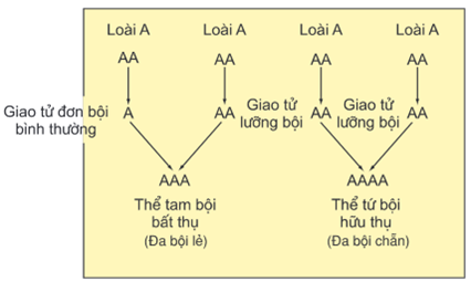 Lý thuyết Đột biến nhiễm sắc thể (Sinh 12 Cánh diều Bài 6)