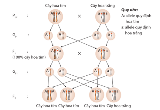 Lý thuyết Di truyền học Mendel và mở rộng học thuyết Mendel (Sinh 12 Cánh diều Bài 7)