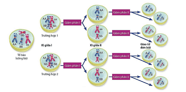 Lý thuyết Di truyền học Mendel và mở rộng học thuyết Mendel (Sinh 12 Cánh diều Bài 7)