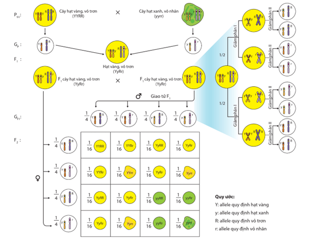 Lý thuyết Di truyền học Mendel và mở rộng học thuyết Mendel (Sinh 12 Cánh diều Bài 7)