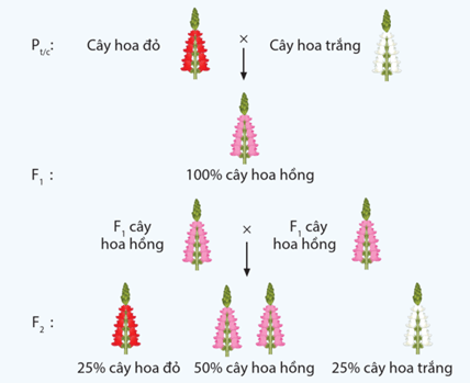 Lý thuyết Di truyền học Mendel và mở rộng học thuyết Mendel (Sinh 12 Cánh diều Bài 7)