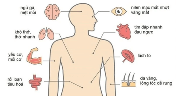 Lý thuyết Di truyền học Mendel và mở rộng học thuyết Mendel (Sinh 12 Cánh diều Bài 7)