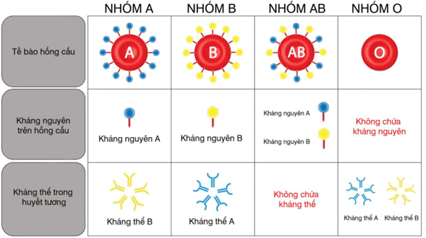 Lý thuyết Di truyền học Mendel và mở rộng học thuyết Mendel (Sinh 12 Cánh diều Bài 7)