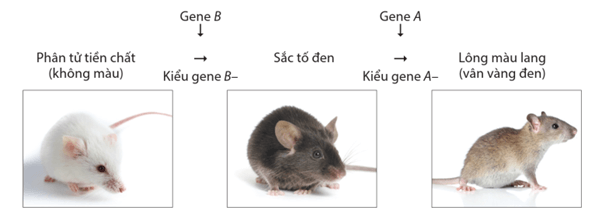 Lý thuyết Di truyền học Mendel và mở rộng học thuyết Mendel (Sinh 12 Cánh diều Bài 7)