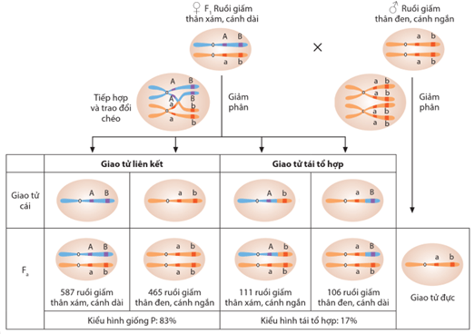 Lý thuyết Di truyền liên kết giới tính, liên kết gene và hoán vị gene (Sinh 12 Cánh diều Bài 8)
