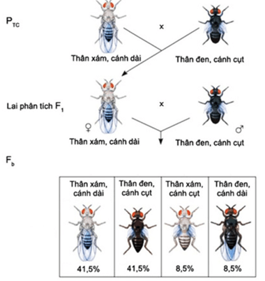 Lý thuyết Di truyền liên kết giới tính, liên kết gene và hoán vị gene (Sinh 12 Cánh diều Bài 8)