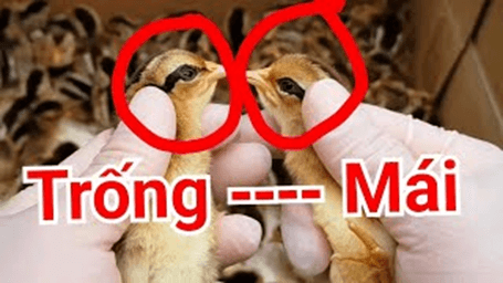 Lý thuyết Di truyền liên kết giới tính, liên kết gene và hoán vị gene (Sinh 12 Cánh diều Bài 8)