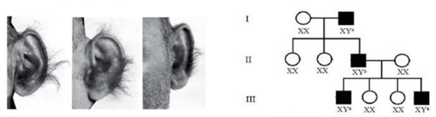 Lý thuyết Di truyền liên kết giới tính, liên kết gene và hoán vị gene (Sinh 12 Cánh diều Bài 8)