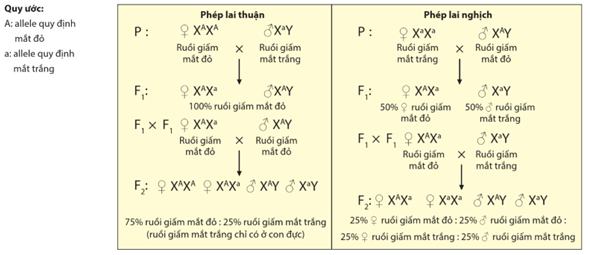 Lý thuyết Di truyền liên kết giới tính, liên kết gene và hoán vị gene (Sinh 12 Cánh diều Bài 8)