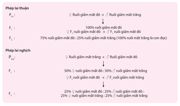 Lý thuyết Di truyền liên kết giới tính, liên kết gene và hoán vị gene (Sinh 12 Cánh diều Bài 8)