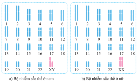 Lý thuyết Di truyền liên kết giới tính, liên kết gene và hoán vị gene (Sinh 12 Cánh diều Bài 8)