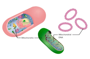 Lý thuyết Di truyền gene ngoài nhân (Sinh 12 Cánh diều Bài 9)