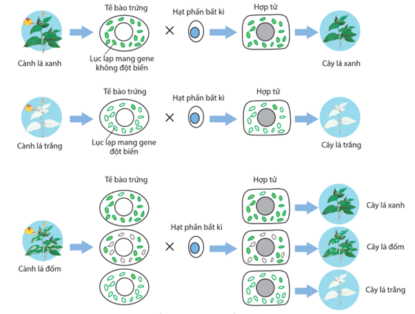 Lý thuyết Di truyền gene ngoài nhân (Sinh 12 Cánh diều Bài 9)