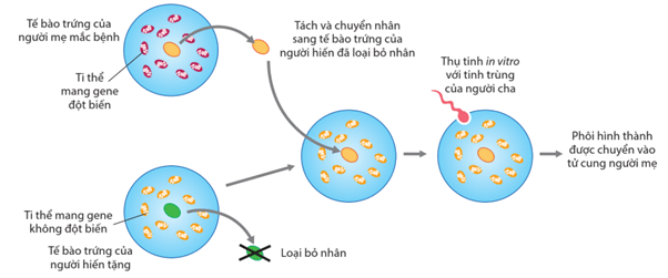 Lý thuyết Di truyền gene ngoài nhân (Sinh 12 Cánh diều Bài 9)