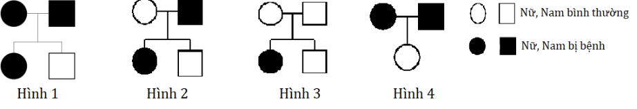 Trắc nghiệm Sinh học 12 Cánh diều Bài 14 (có đáp án): Di truyền học người
