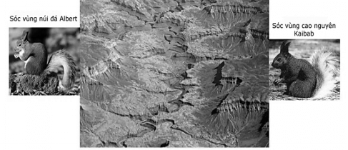 Trắc nghiệm Sinh học 12 Cánh diều Bài 18 (có đáp án): Thuyết tiến hóa tổng hợp hiện đại (Phần 2)