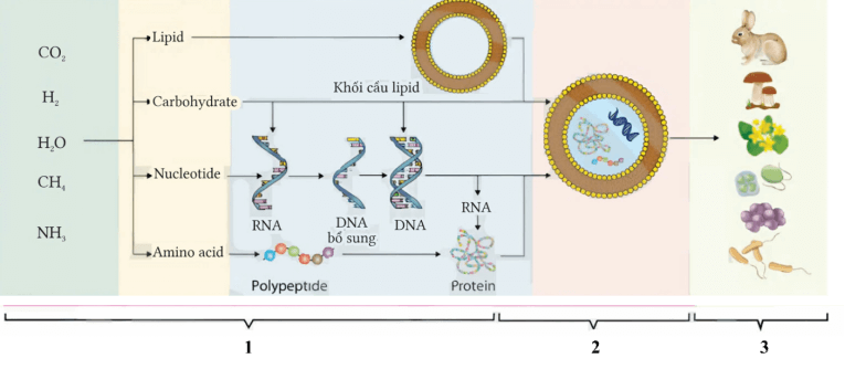 Trắc nghiệm Sinh học 12 Cánh diều Bài 19 (có đáp án): Sự phát sinh, phát triển sự sống trên Trái Đất và hình thành loài người