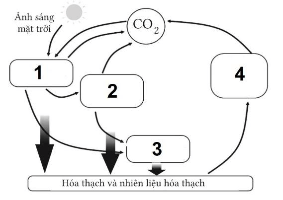 Trắc nghiệm Sinh học 12 Cánh diều Bài 24 (có đáp án): Chu trình sinh - địa - hoá và Sinh quyển