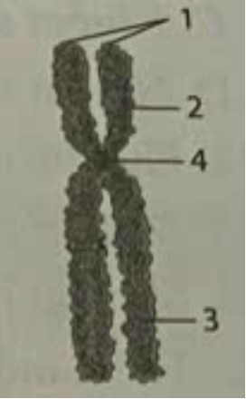 Trắc nghiệm Sinh học 12 Cánh diều Bài 5 (có đáp án): Nhiễm sắc thể và cơ chế di truyền nhiễm sắc thể