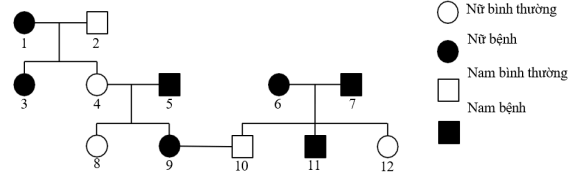 Trắc nghiệm Sinh học 12 Chân trời sáng tạo Bài 14 (có đáp án): Di truyền học người