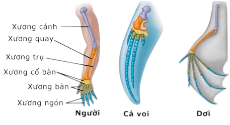 Trắc nghiệm Sinh học 12 Chân trời sáng tạo Bài 15 (có đáp án): Các bằng chứng tiến hoá