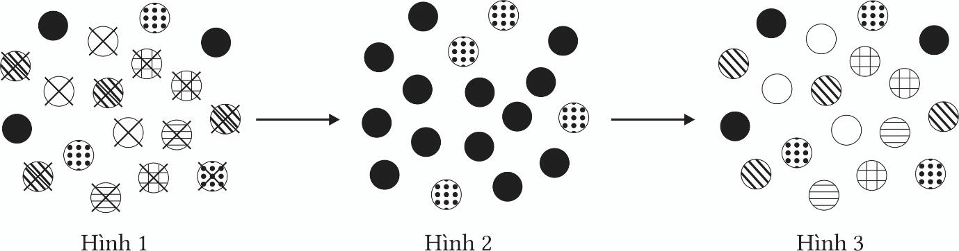 Trắc nghiệm Sinh học 12 Chân trời sáng tạo Bài 16 (có đáp án): Quan niệm của Darwin về chọn lọc tự nhiên và hình thành loài