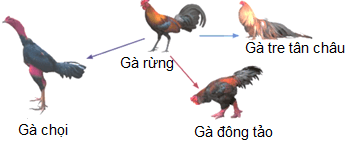 Trắc nghiệm Sinh học 12 Chân trời sáng tạo Bài 16 (có đáp án): Quan niệm của Darwin về chọn lọc tự nhiên và hình thành loài