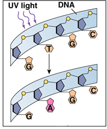 Trắc nghiệm Sinh học 12 Chân trời sáng tạo Bài 17 (có đáp án): Thuyết tiến hoá tổng hợp hiện đại