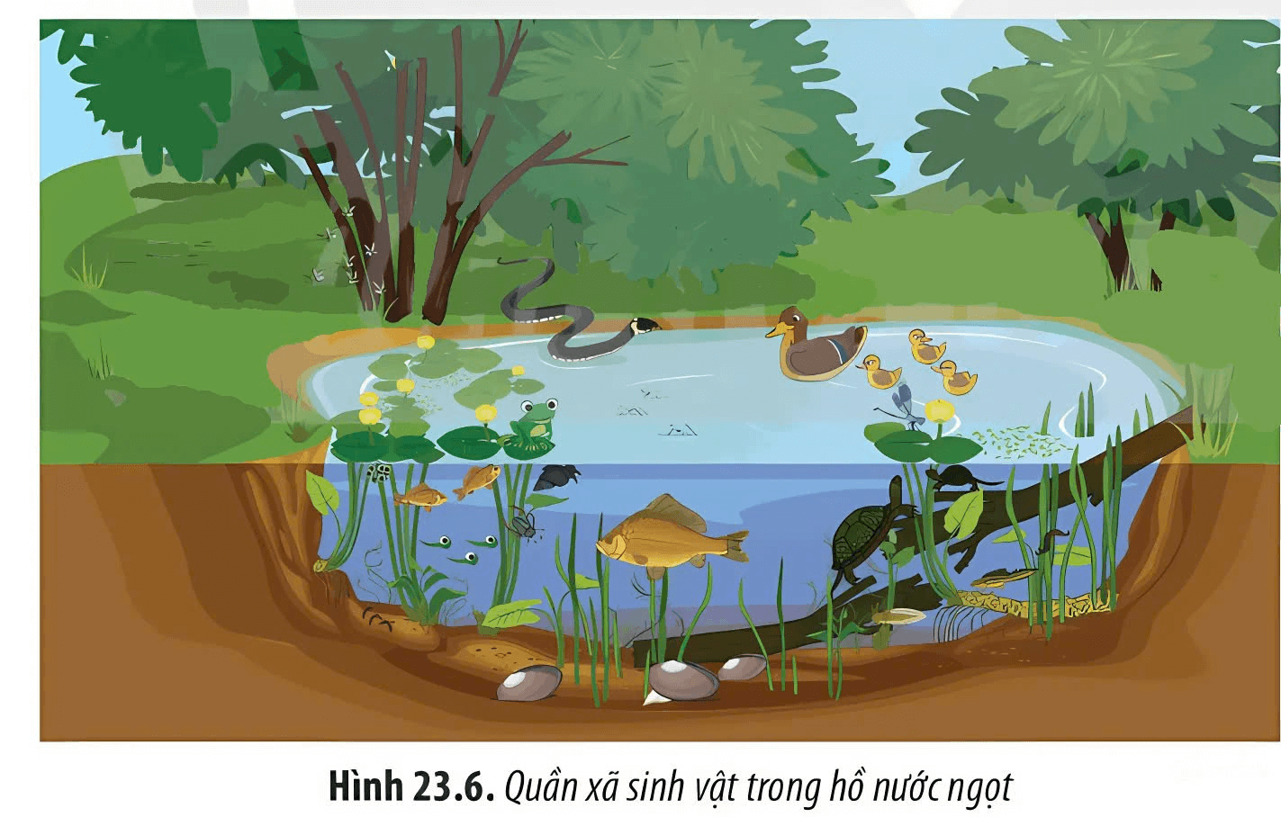 Trắc nghiệm Sinh học 12 Chân trời sáng tạo Bài 23 (có đáp án): Quần xã sinh vật