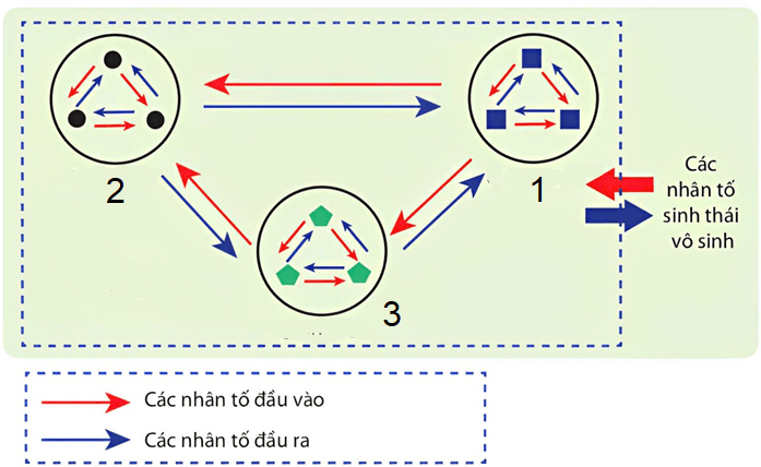 Trắc nghiệm Sinh học 12 Chân trời sáng tạo Bài 23 (có đáp án): Quần xã sinh vật
