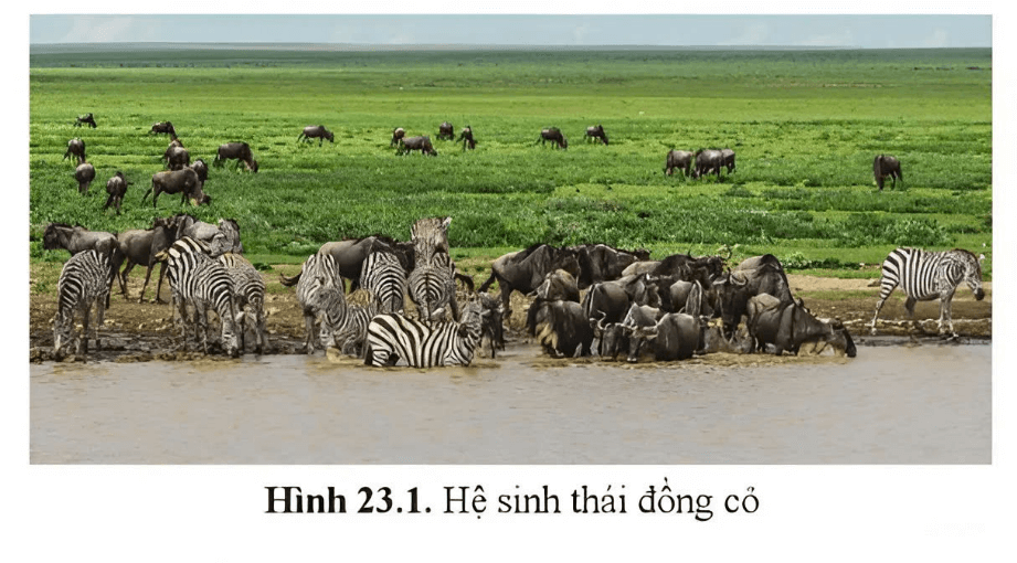 Trắc nghiệm Sinh học 12 Chân trời sáng tạo Bài 25 (có đáp án): Hệ sinh thái