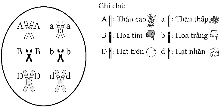 Trắc nghiệm Sinh học 12 Chân trời sáng tạo Bài 7 (có đáp án): Di truyền học Mendel và mở rộng học thuyết Mendel