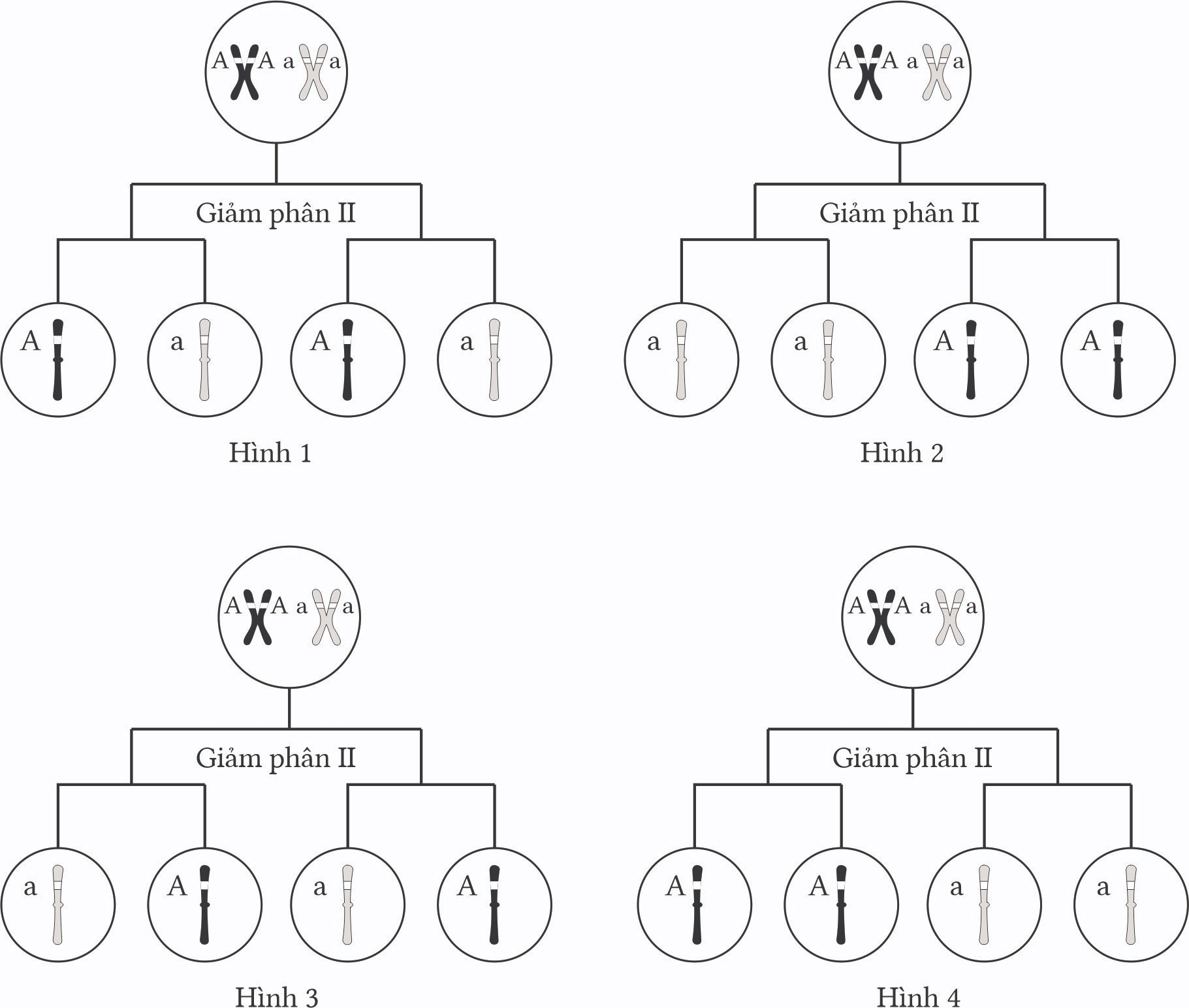 Trắc nghiệm Sinh học 12 Chân trời sáng tạo Bài 7 (có đáp án): Di truyền học Mendel và mở rộng học thuyết Mendel
