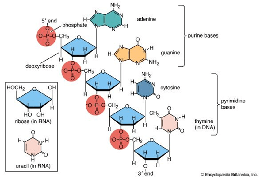 Lý thuyết DNA và cơ chế tái bản DNA (Sinh 12 Kết nối tri thức Bài 1)