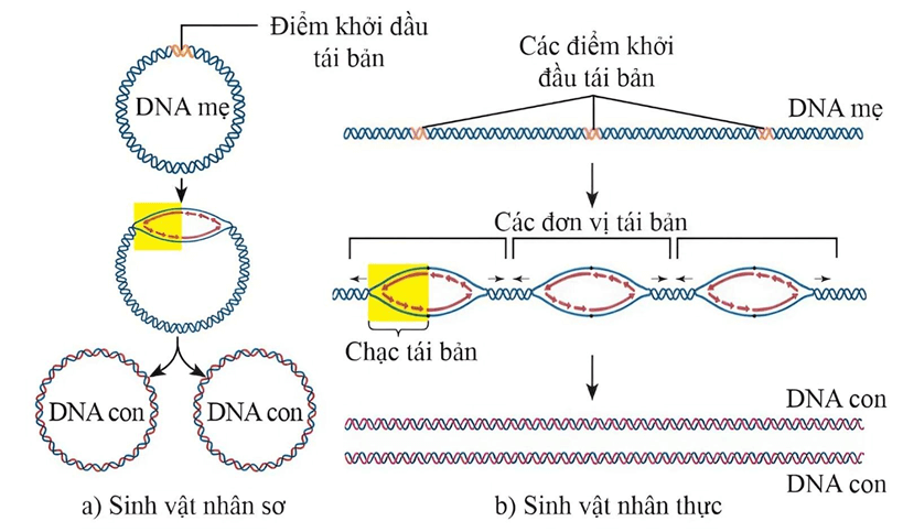 Lý thuyết DNA và cơ chế tái bản DNA (Sinh 12 Kết nối tri thức Bài 1)