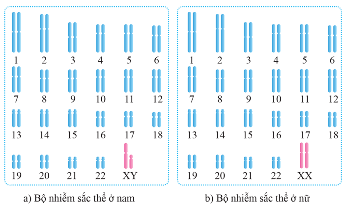 Lý thuyết Di truyền giới tính và di truyền liên kết với giới tính (Sinh 12 Kết nối tri thức Bài 10)