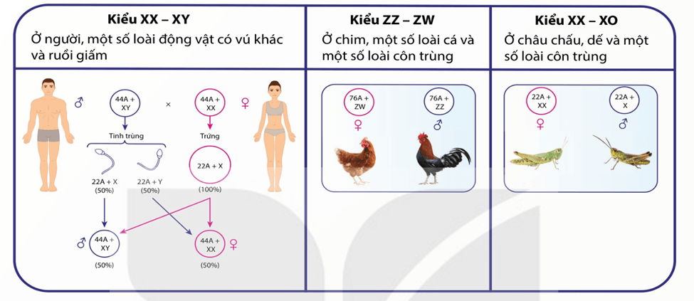 Lý thuyết Di truyền giới tính và di truyền liên kết với giới tính (Sinh 12 Kết nối tri thức Bài 10)